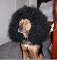 Afro dog...Imdom a zenjt :) Jah nem...Az Afro man :D